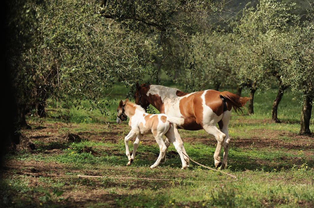 Agriturismo Frantoio Mafrica Limbadi Dış mekan fotoğraf