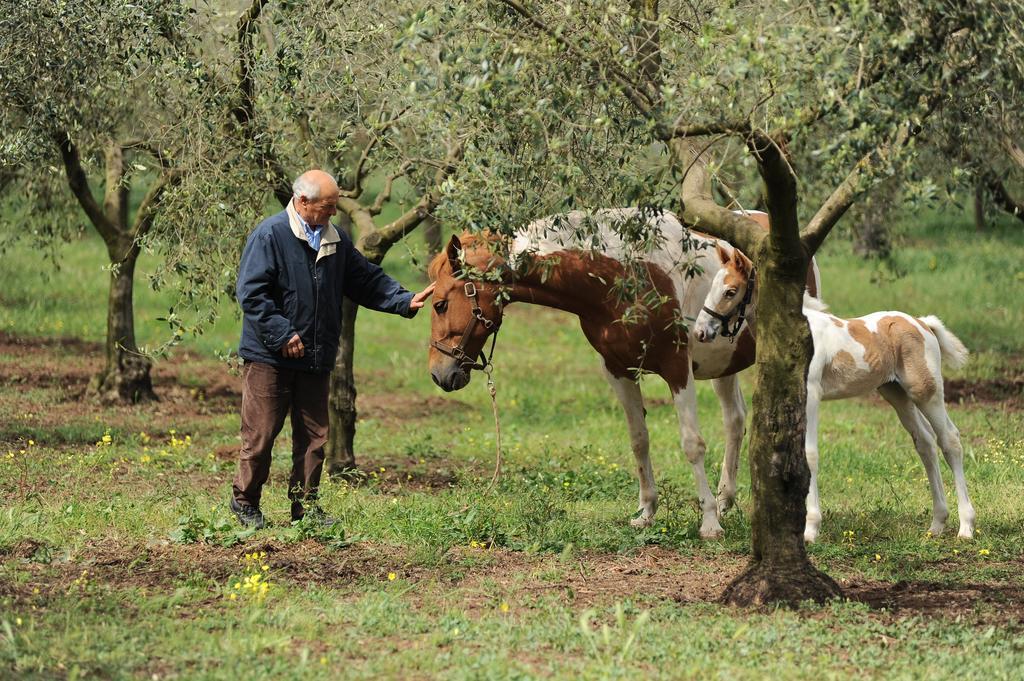 Agriturismo Frantoio Mafrica Limbadi Dış mekan fotoğraf