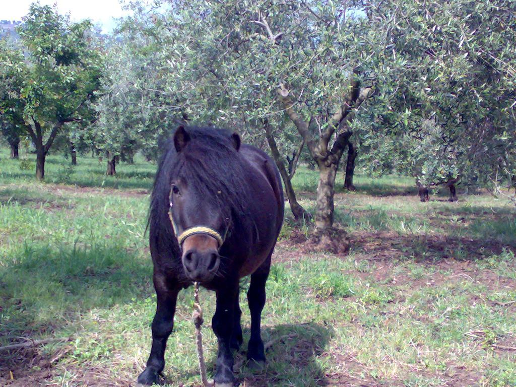 Agriturismo Frantoio Mafrica Limbadi Dış mekan fotoğraf