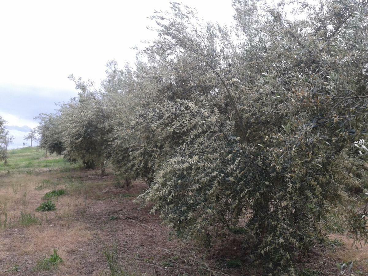Agriturismo Frantoio Mafrica Limbadi Dış mekan fotoğraf